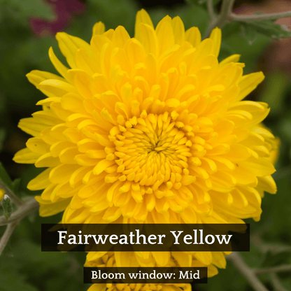 Football Mum Chrysanthemum Mix