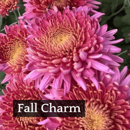 Early Bloomer Chrysanthemum Mix