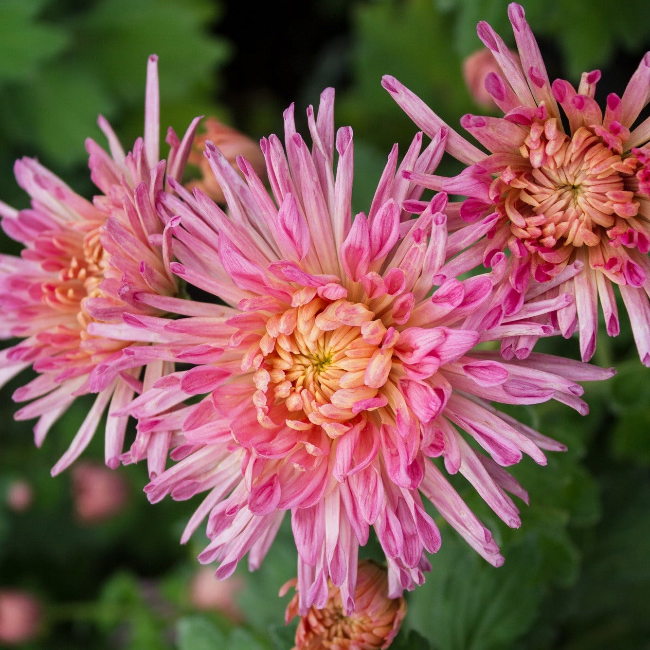 Fancy Free Chrysanthemum - Pack of 4
