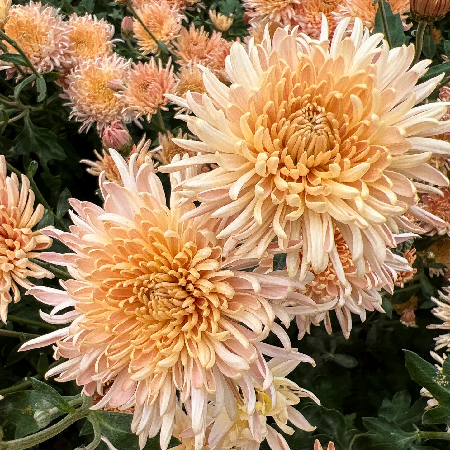 Fancy Free Chrysanthemum - Pack of 4