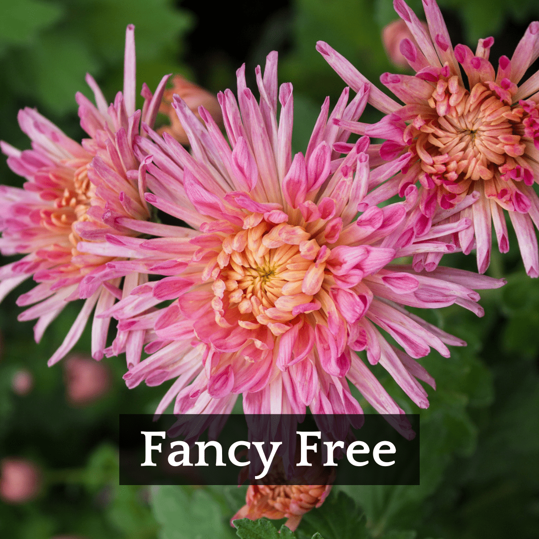 Autumn Colors Chrysanthemum Mix
