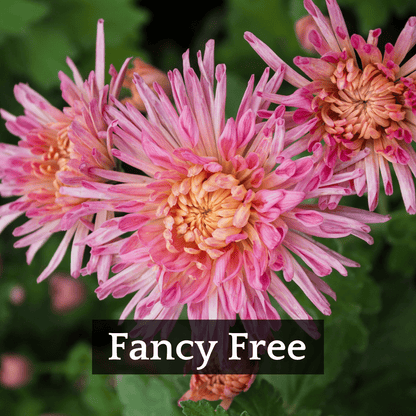 Autumn Colors Chrysanthemum Mix