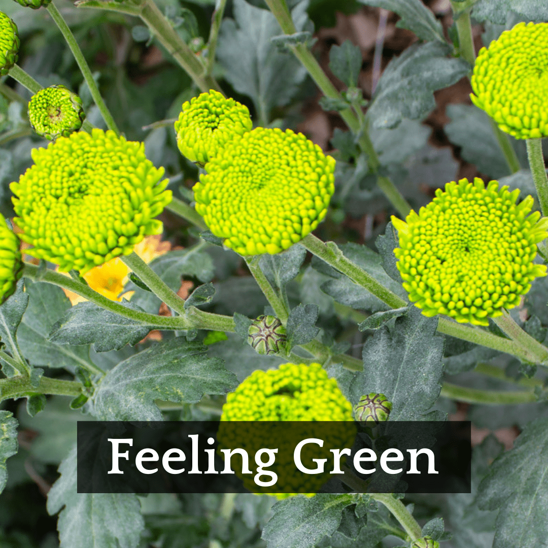 Late Bloomer Chrysanthemum Mix