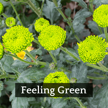 Late Bloomer Chrysanthemum Mix