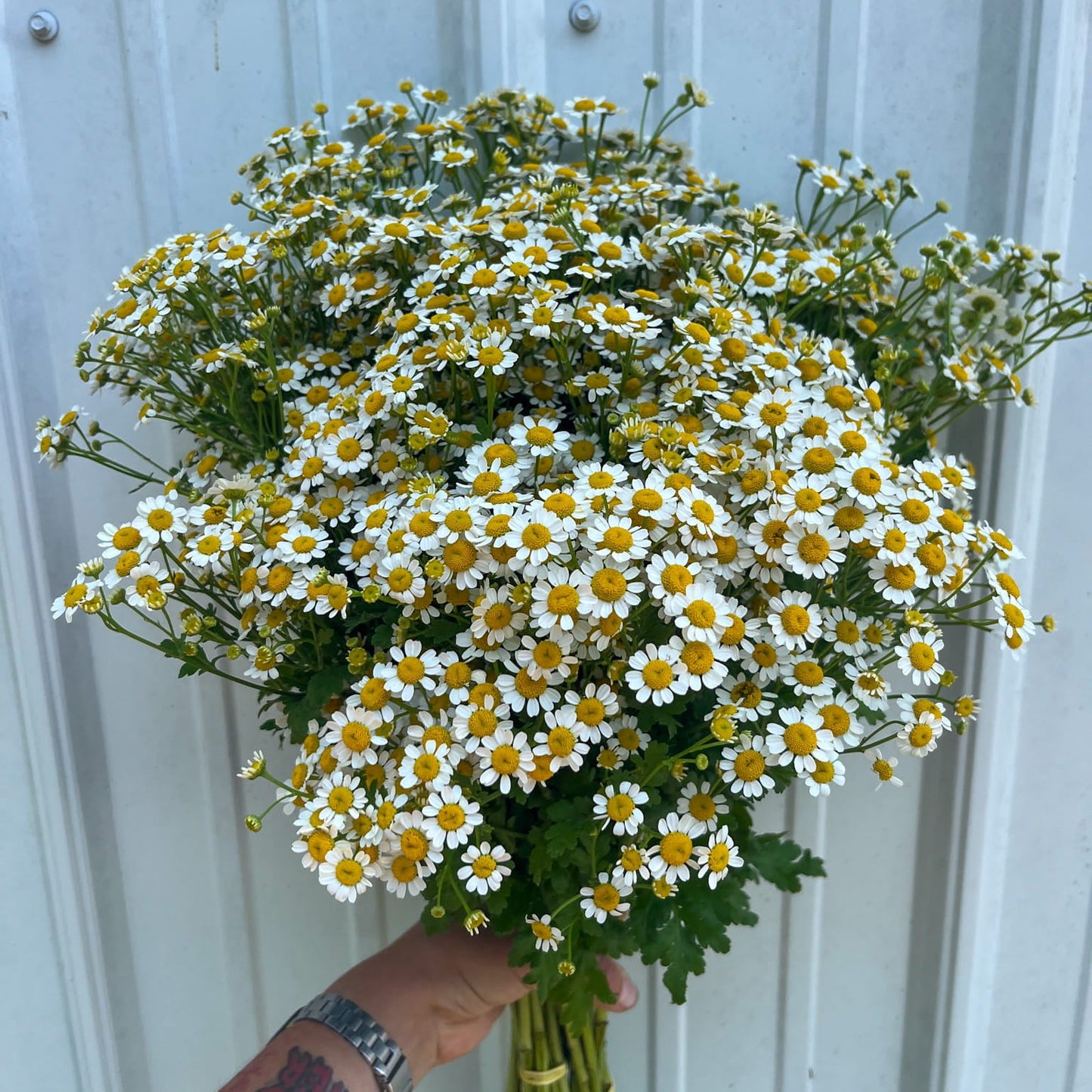 The Feverfew Bulk Box