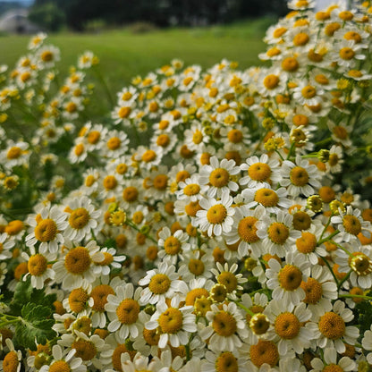 The Feverfew Bulk Box