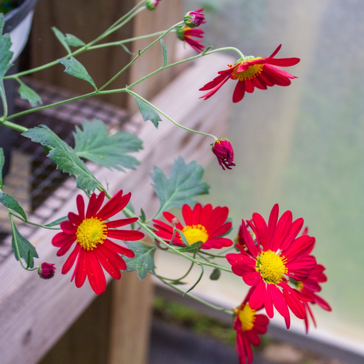 Fire Fall Chrysanthemum - Pack of 4