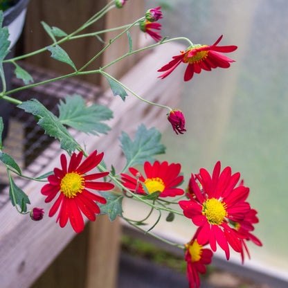 Fire Fall Chrysanthemum - Pack of 4