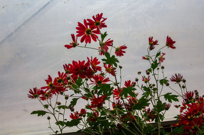 Fire Fall Chrysanthemum - Pack of 4