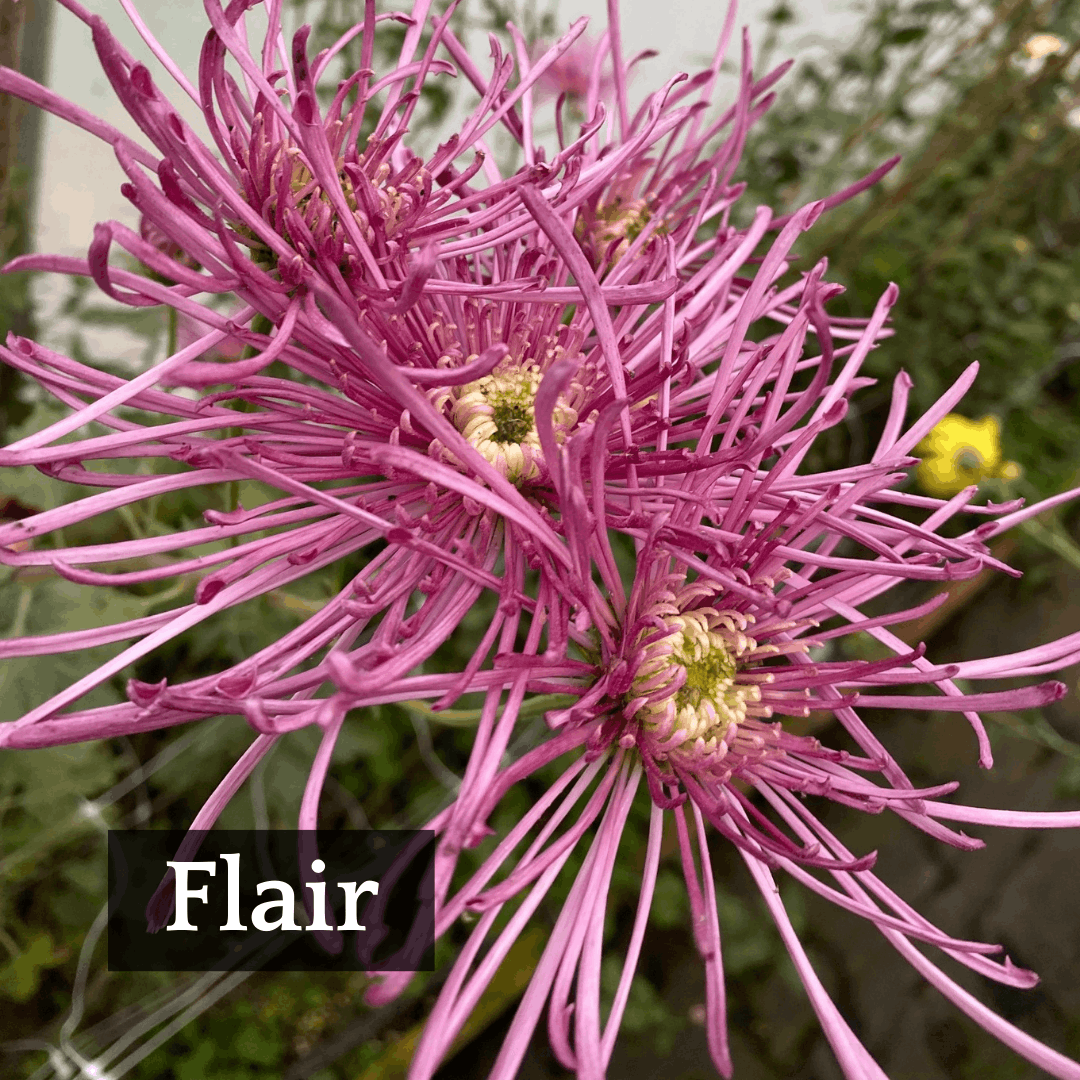 Late Bloomer Chrysanthemum Mix