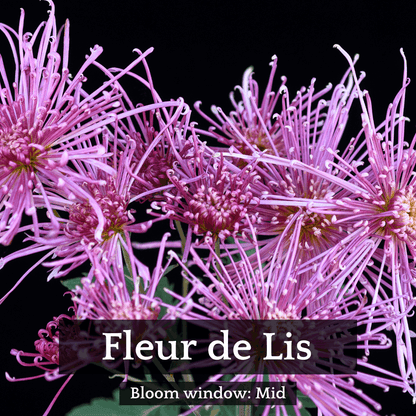 Spider Mums Chrysanthemum Mix