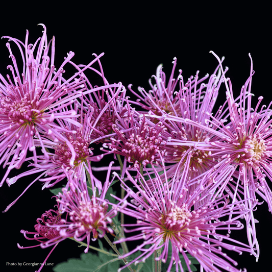 Fleur de Lis Chrysanthemum - Pack of 4