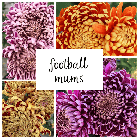 Football Mum Chrysanthemum Mix
