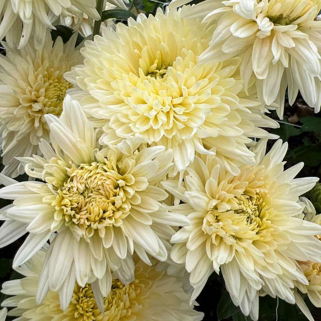 French Vanilla Chrysanthemum