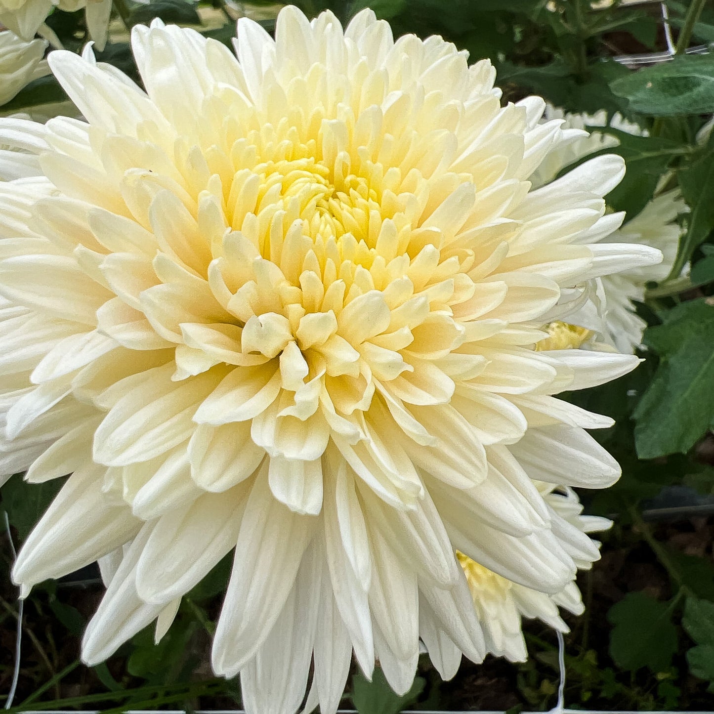French Vanilla Chrysanthemum - Pack of 4