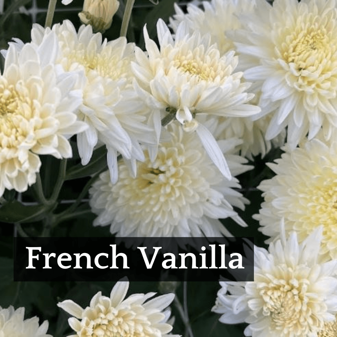 Early Bloomer Chrysanthemum Mix