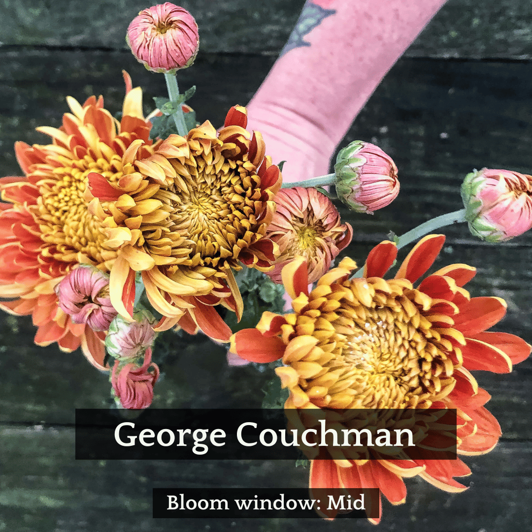 Football Mum Chrysanthemum Mix