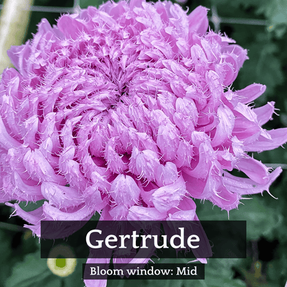 Football Mum Chrysanthemum Mix