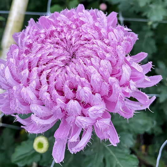 Gertrude Chrysanthemum - Pack of 4