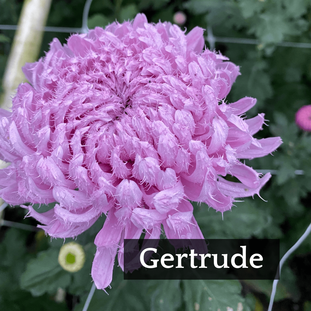 Mid Bloomer Chrysanthemum Mix