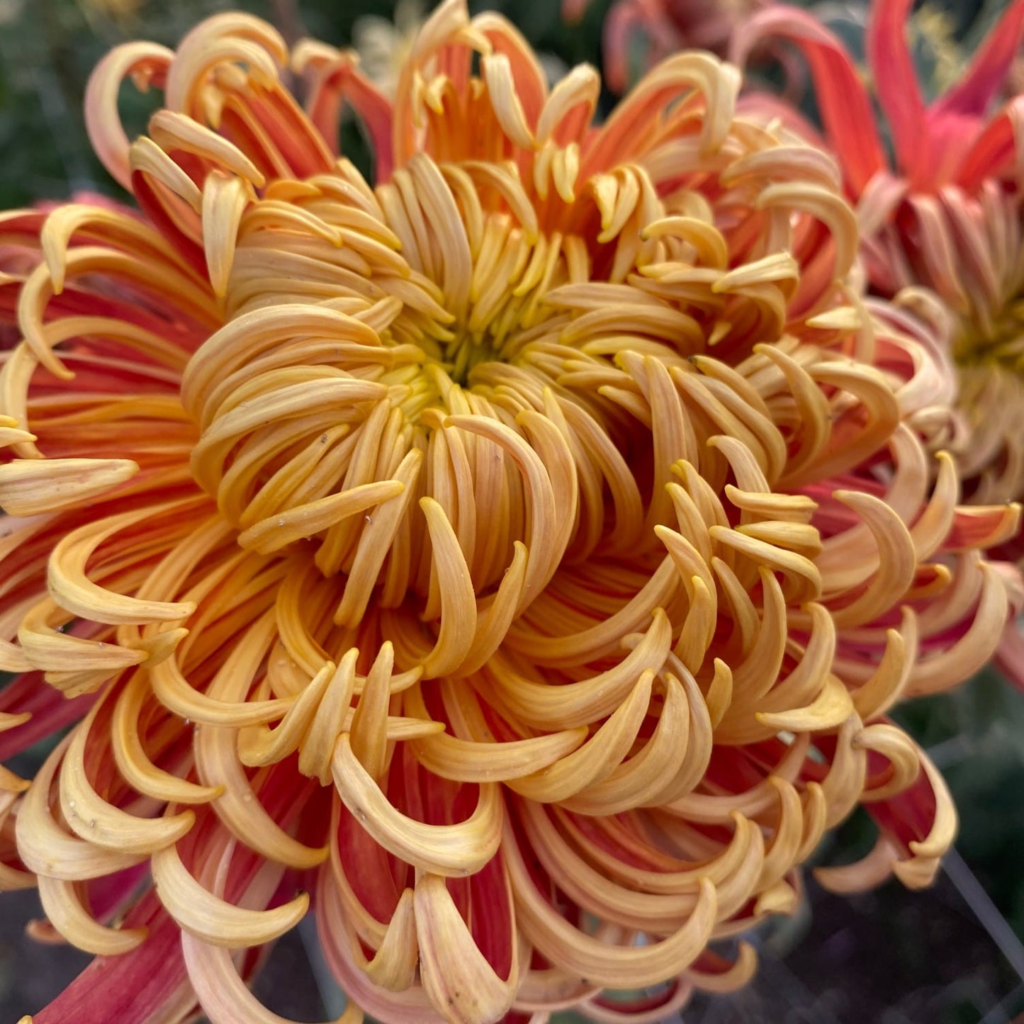 Gigantic Chrysanthemum - Pack of 4