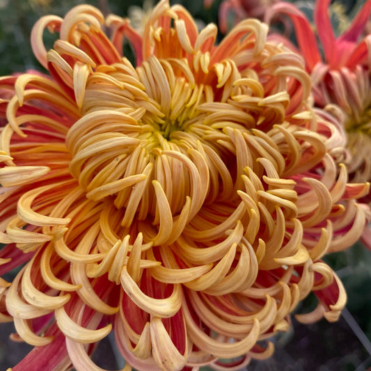 Gigantic Chrysanthemum - Pack of 4