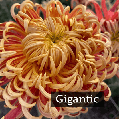 Football Mum Chrysanthemum Mix
