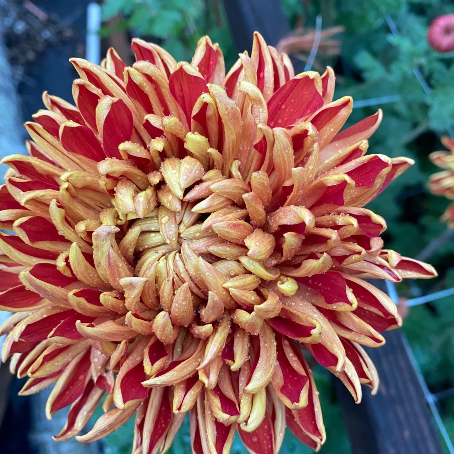 Gingernut Chrysanthemum - Pack of 4