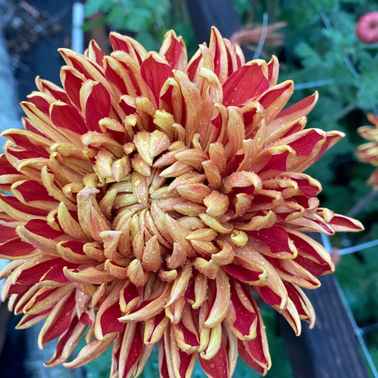 Gingernut Chrysanthemum - Pack of 4