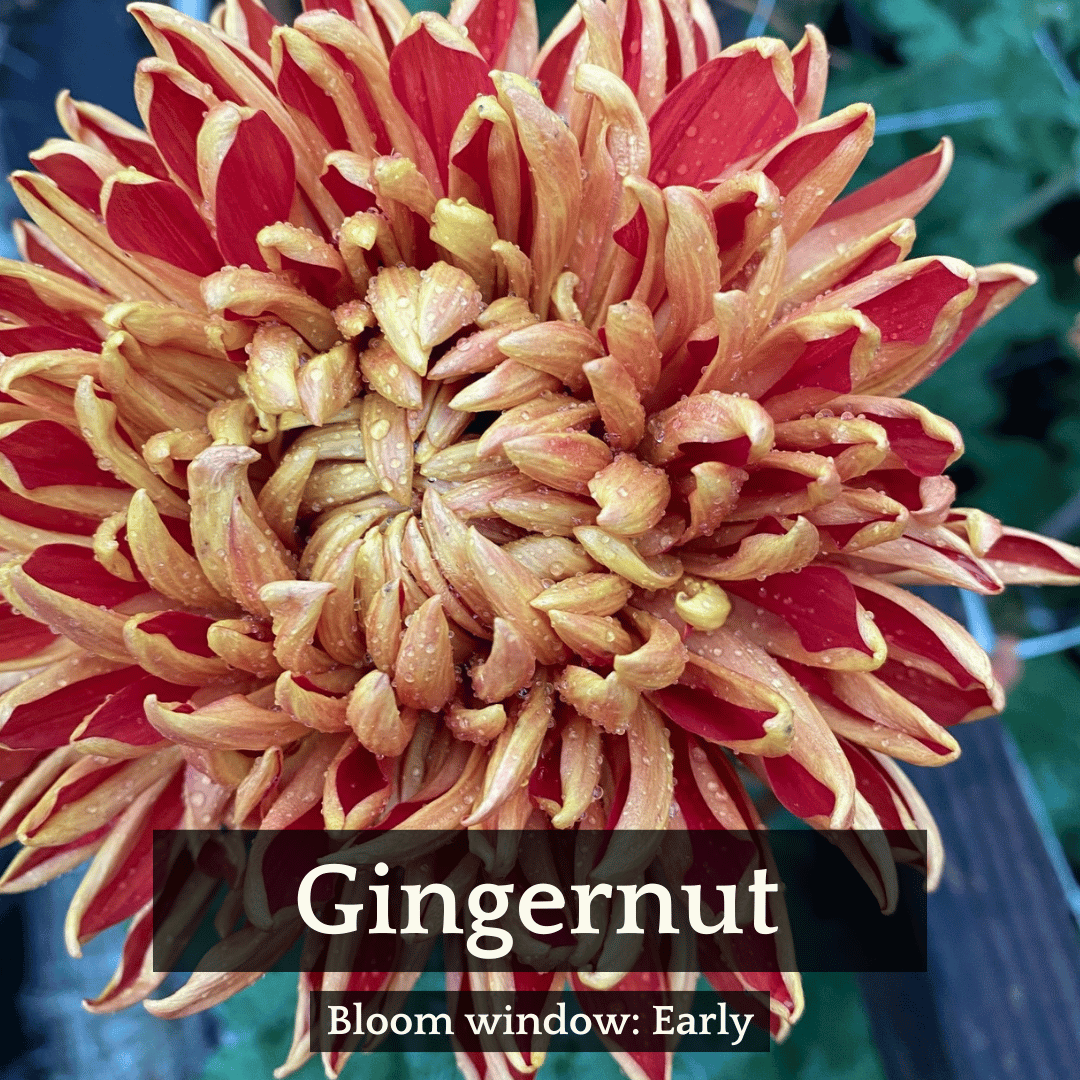 Autumn Colors Chrysanthemum Mix