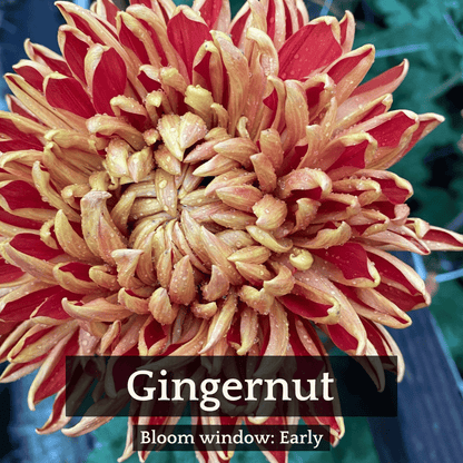 Autumn Colors Chrysanthemum Mix