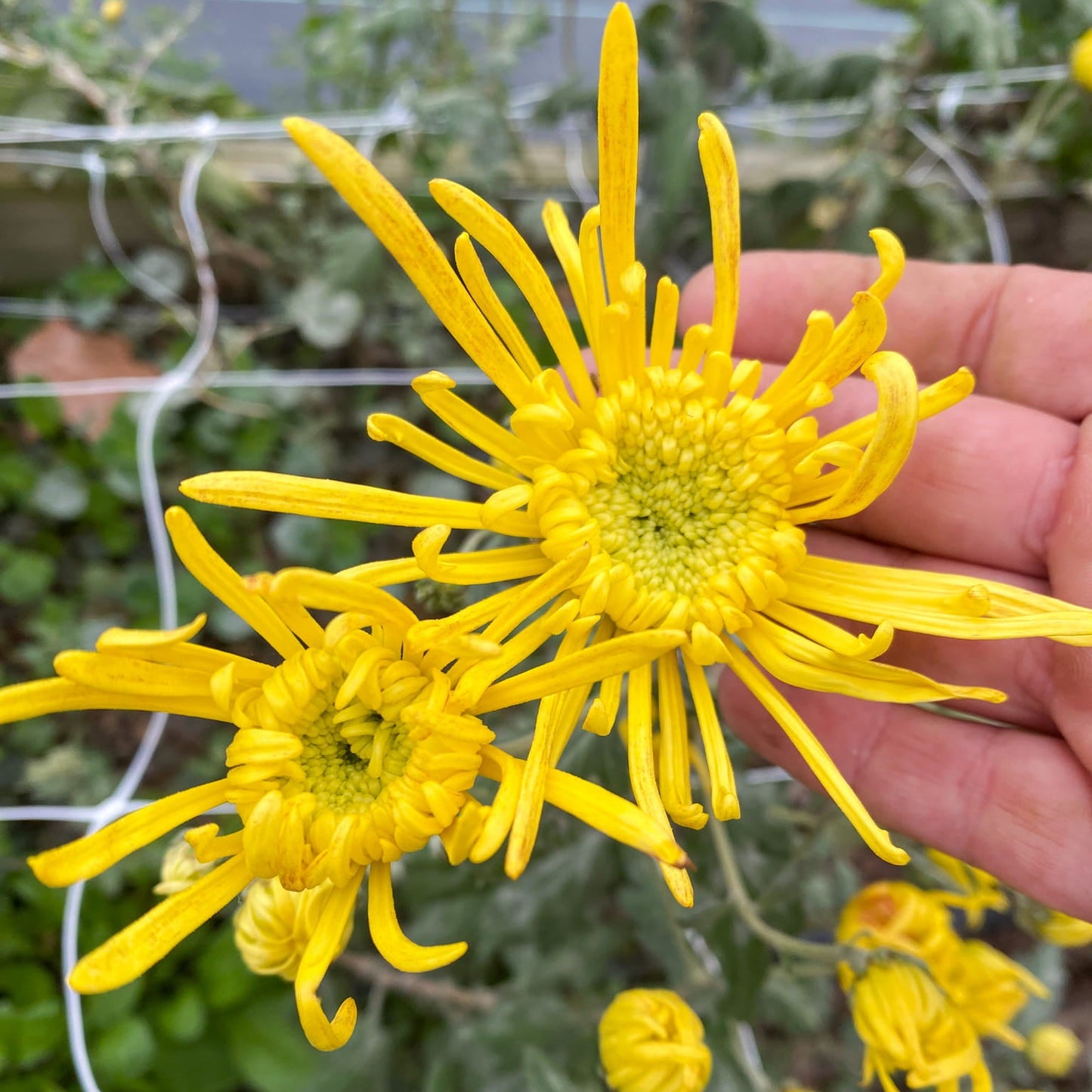Goldilocks Chrysanthemum - Pack of 4