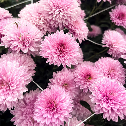 Grandchild Chrysanthemum - Pack of 4