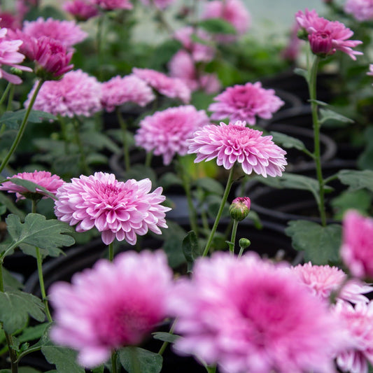 Grandchild Chrysanthemum - Pack of 4