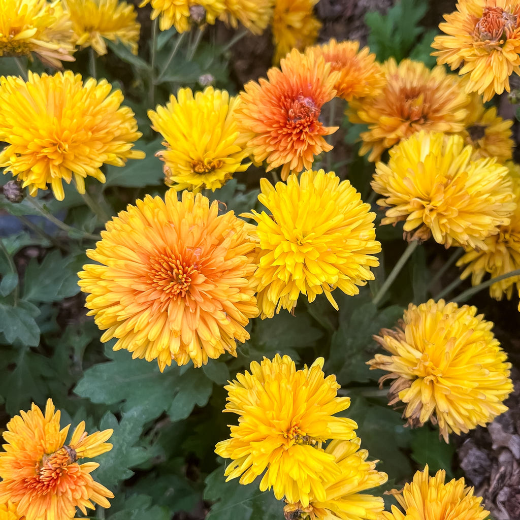 Granduer Chrysanthemum