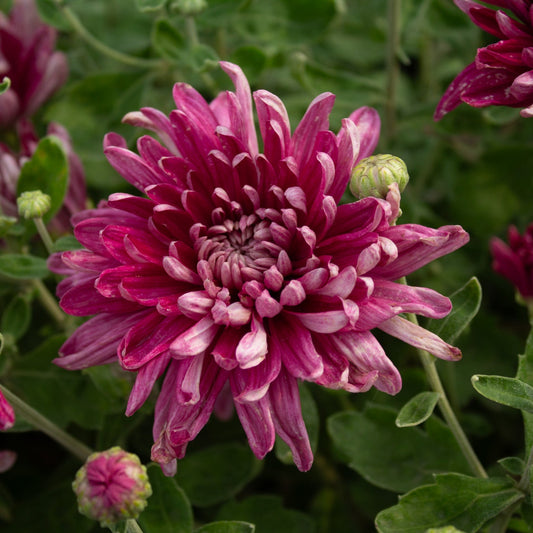 Grape Glow Chrysanthemum - Pack of 4