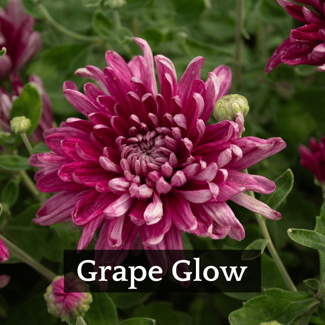 Early Bloomer Chrysanthemum Mix