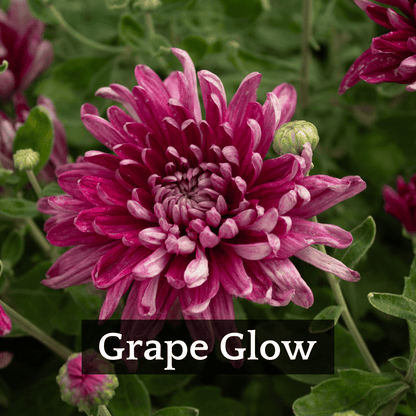Early Bloomer Chrysanthemum Mix
