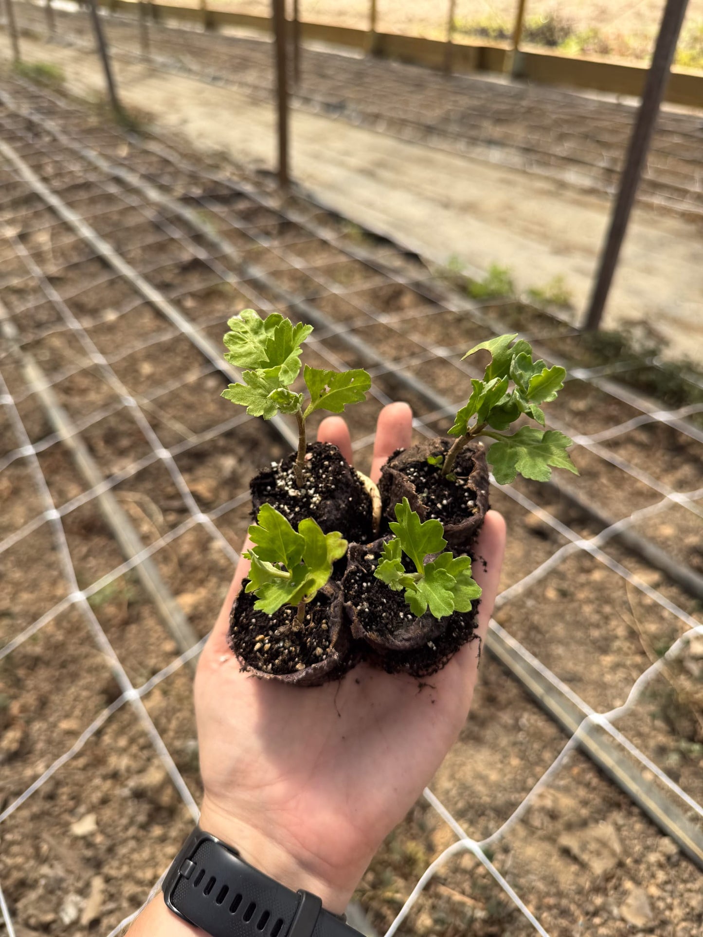 Fort Vancouver Chrysanthemum - Pack of 4