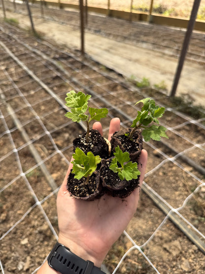 Fort Vancouver Chrysanthemum - Pack of 4