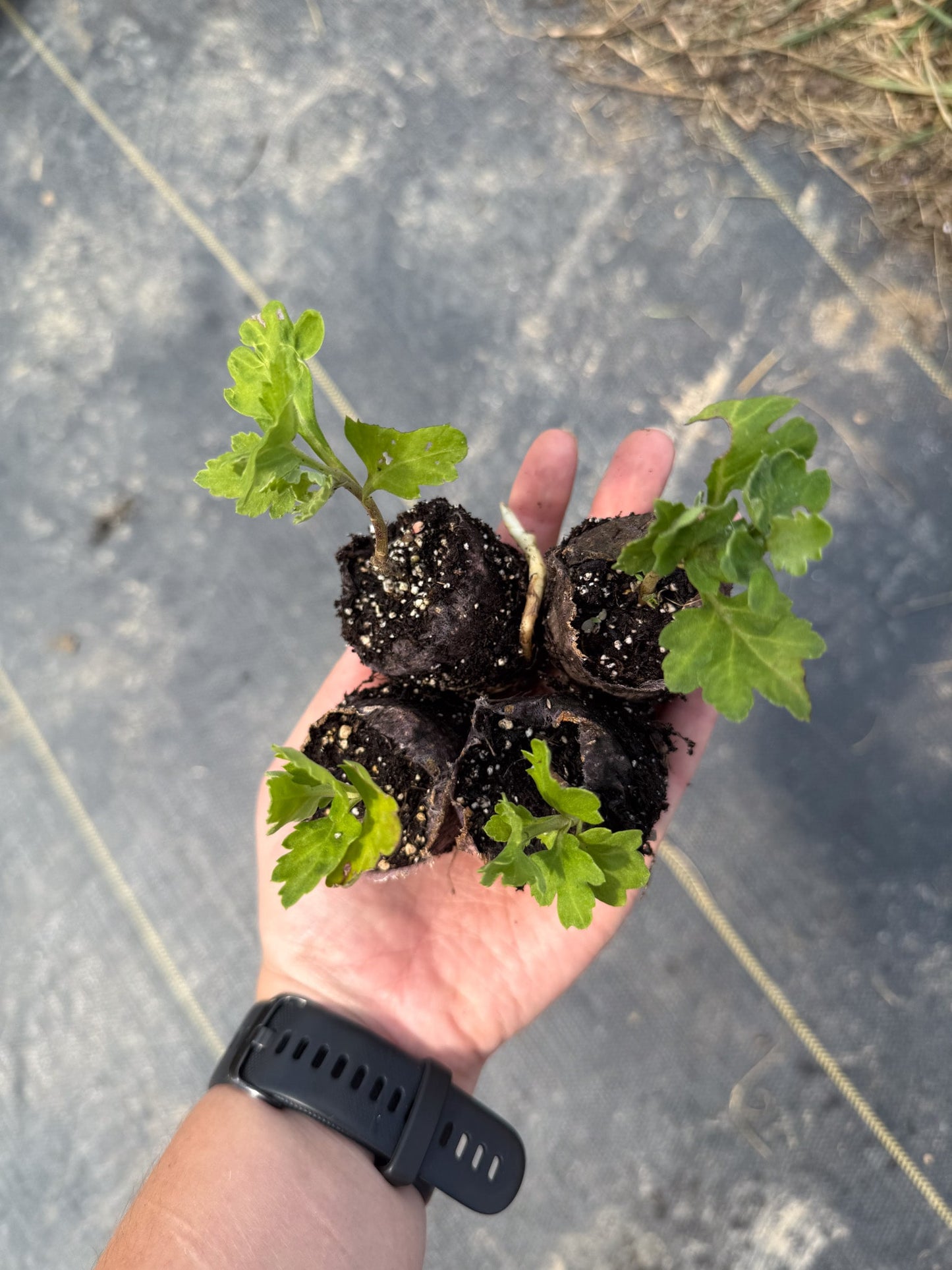 Kokka Bunmi Chrysanthemum - Pack of 4