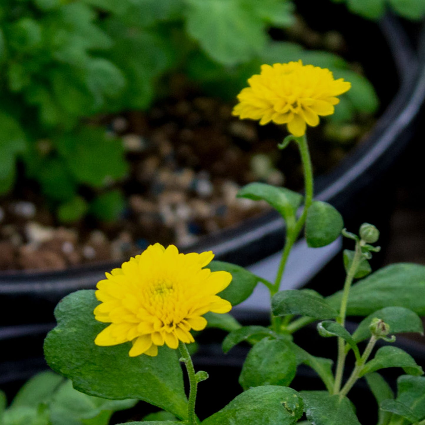 Happy Place Chrysanthemum - Pack of 4