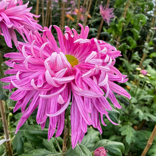 Harry Gee Chrysanthemum - Pack of 4