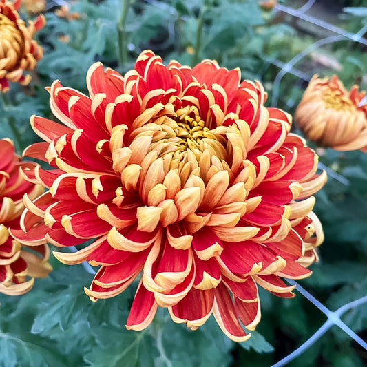 Heather James Chrysanthemum - Pack of 4