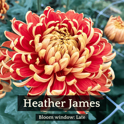 Autumn Colors Chrysanthemum Mix