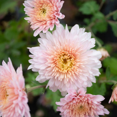 Helen Mae Chrysanthemum