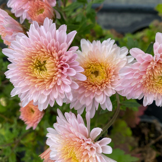 Helen Mae Chrysanthemum  - Pack of 4