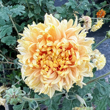 Homecoming Chrysanthemum