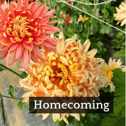 Early Bloomer Chrysanthemum Mix