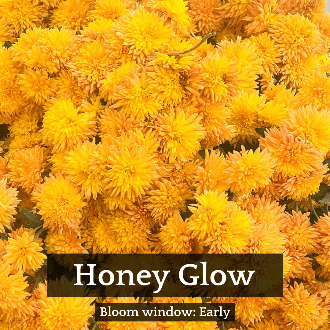 Autumn Colors Chrysanthemum Mix